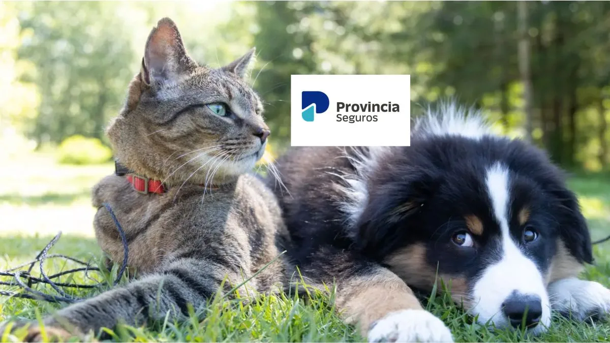 MASCOTAS: El nuevo seguro de Banco Provincia. Cuánto cuesta y qué cubre